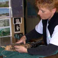 A Spotted Harrier (Circus assimilis) undergoing a full examination by Anita Turton VN